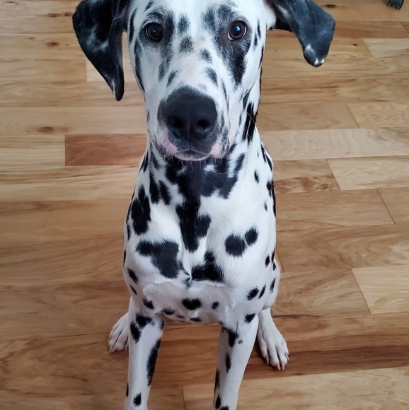 Meet Max! - Picture 12 of 14